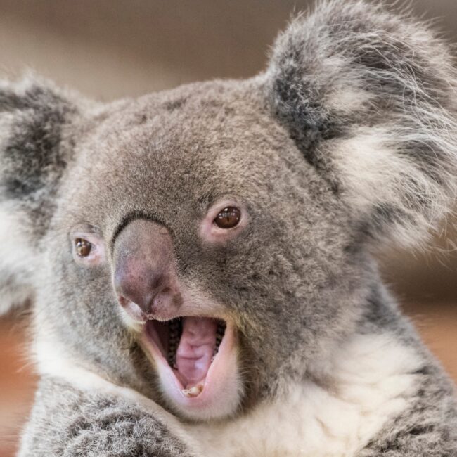 Smiling koala